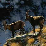 Relais Mont Blanc &